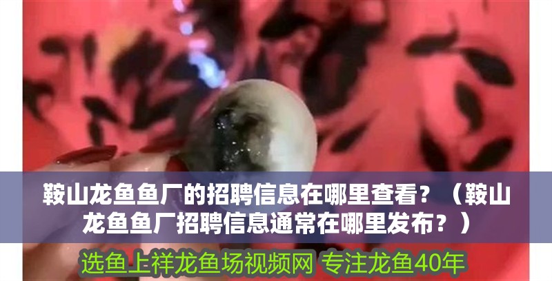 鞍山龍魚魚廠的招聘信息在哪里查看?(鞍山龍魚魚廠招聘信息通常在哪里發布?) 觀賞魚百科 第2張 鞍山龍魚魚廠的招聘信息在哪里查看?(鞍山龍魚魚廠招聘信息通常在哪里發布?) 鞍山龍魚魚廠的招聘信息在哪里查看?(鞍山龍魚魚廠招聘信息通常在哪里發布?) 觀賞魚百科 第2張