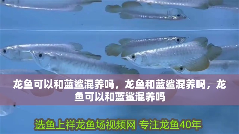 龍魚可以和藍鯊混養嗎，龍魚和藍鯊混養嗎，龍魚可以和藍鯊混養嗎