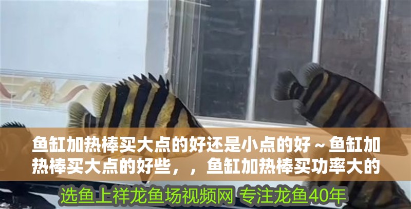 魚缸加熱棒買大點的好還是小點的好~魚缸加熱棒買大點的好些,,魚缸加熱棒買功率大的好還是買小的好 觀賞魚百科 第2張 魚缸加熱棒買大點的好還是小點的好~魚缸加熱棒買大點的好些,,魚缸加熱棒買功率大的好還是買小的好 魚缸加熱棒買大點的好還是小點的好~魚缸加熱棒買大點的好些,,魚缸加熱棒買功率大的好還是買小的好 觀賞魚百科 第2張