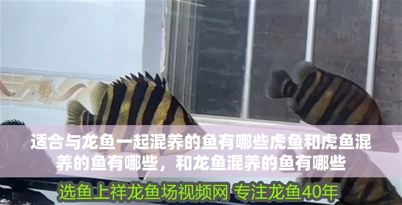 適合與龍魚一起混養(yǎng)的魚有哪些虎魚和虎魚混養(yǎng)的魚有哪些，和龍魚混養(yǎng)的魚有哪些