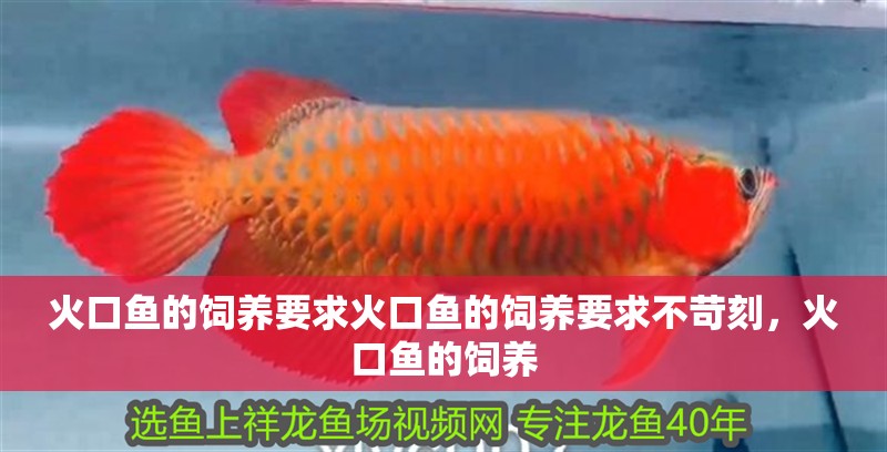 火口魚的飼養要求火口魚的飼養要求不苛刻，火口魚的飼養