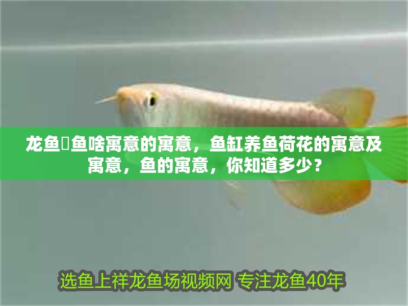 龍魚魟魚啥寓意的寓意，魚缸養魚荷花的寓意及寓意，魚的寓意，你知道多少？