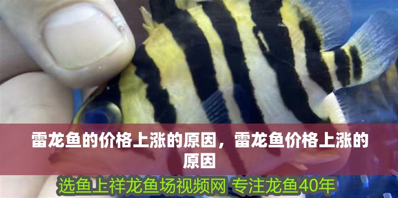 雷龍魚的價格上漲的原因，雷龍魚價格上漲的原因