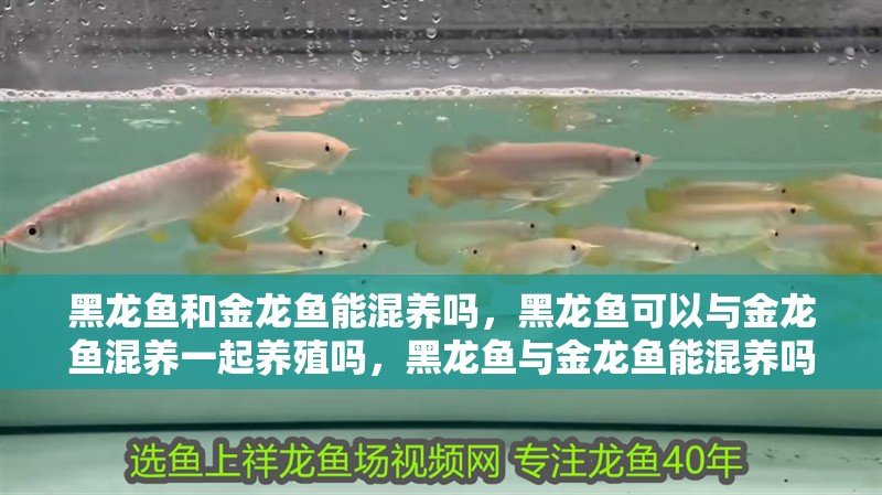 黑龍魚和金龍魚能混養(yǎng)嗎，黑龍魚可以與金龍魚混養(yǎng)一起養(yǎng)殖嗎，黑龍魚與金龍魚能混養(yǎng)嗎