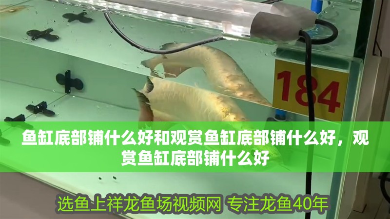 魚缸底部鋪什么好和觀賞魚缸底部鋪什么好，觀賞魚缸底部鋪什么好