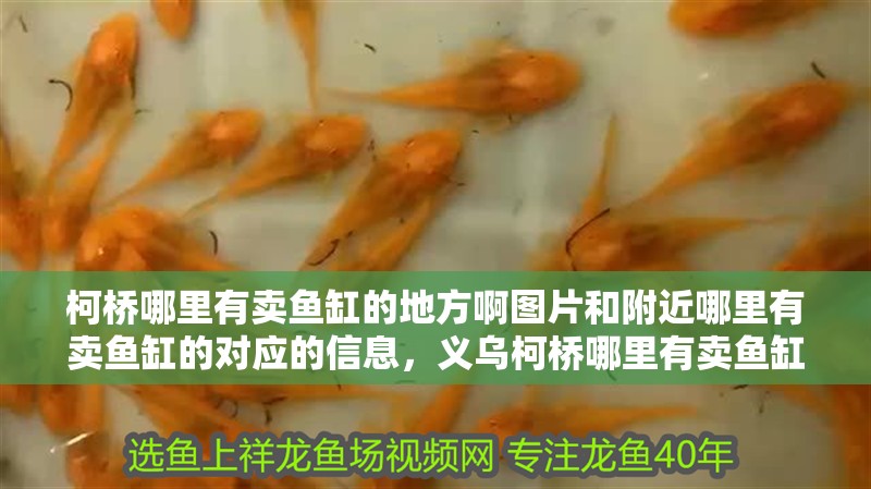 柯橋哪里有賣魚缸的地方啊圖片和附近哪里有賣魚缸的對應的信息，義烏柯橋哪里有賣魚缸的地方啊