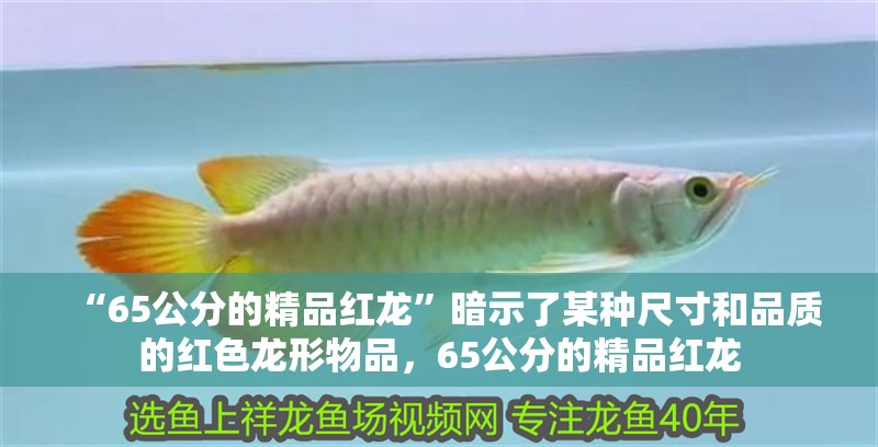 “65公分的精品紅龍”暗示了某種尺寸和品質的紅色龍形物品，65公分的精品紅龍