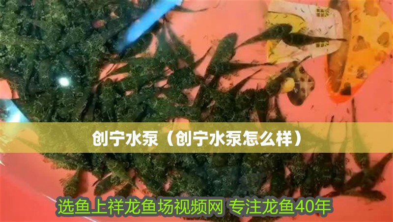 我的虎魚真菌感染了要怎么處理 創寧水泵(創寧水泵怎么樣) 觀賞魚百科 創寧水泵(創寧水泵怎么樣) 創寧水泵(創寧水泵怎么樣) 觀賞魚百科
