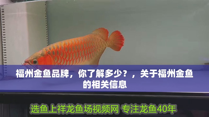 福州金魚品牌，你了解多少？，關(guān)于福州金魚的相關(guān)信息