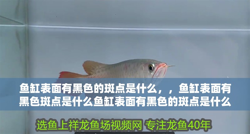 魚缸表面有黑色的斑點是什么，，魚缸表面有黑色斑點是什么魚缸表面有黑色的斑點是什么