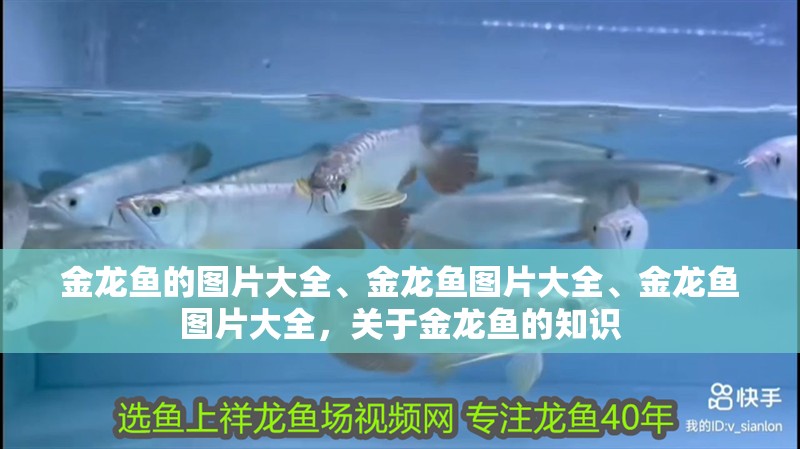 金龍魚的圖片大全、金龍魚圖片大全、金龍魚圖片大全，關(guān)于金龍魚的知識