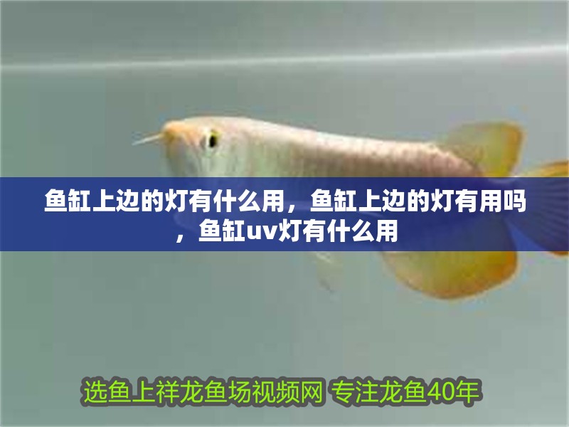 魚缸上邊的燈有什么用，魚缸上邊的燈有用嗎，魚缸uv燈有什么用