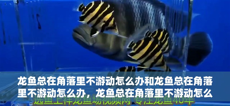 龍魚(yú)總在角落里不游動(dòng)怎么辦和龍魚(yú)總在角落里不游動(dòng)怎么辦，龍魚(yú)總在角落里不游動(dòng)怎么辦