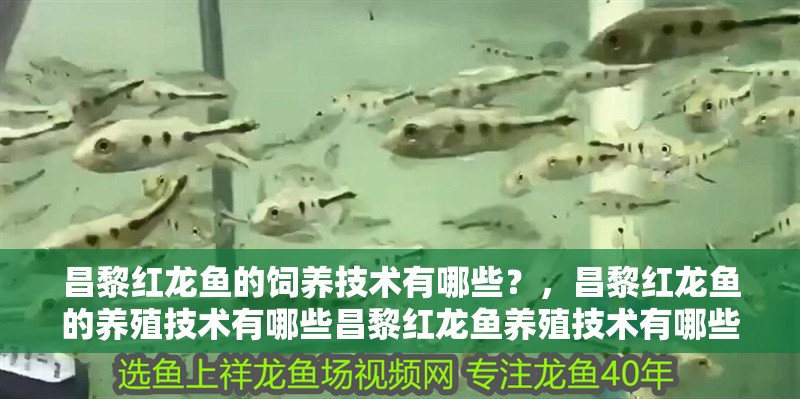 昌黎紅龍魚的飼養技術有哪些？，昌黎紅龍魚的養殖技術有哪些昌黎紅龍魚養殖技術有哪些