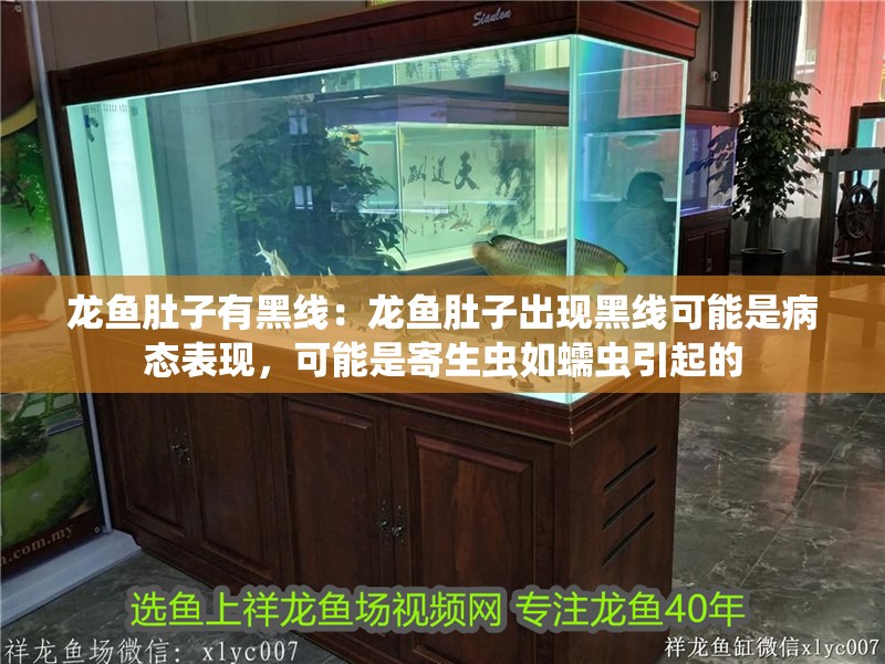 龍魚肚子有黑線：龍魚肚子出現黑線可能是病態表現，可能是寄生蟲如蠕蟲引起的