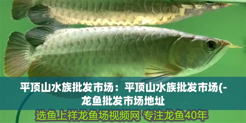 平頂山水族批發市場：平頂山水族批發市場(-龍魚批發市場地址 平頂山水族批發市場：平頂山水族批發市場(-龍魚批發市場地址 觀賞魚百科