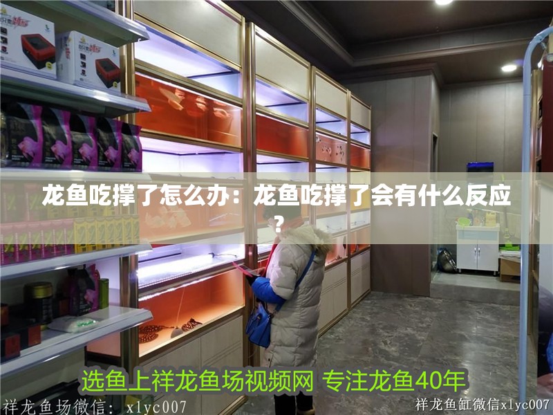 龍魚吃撐了怎么辦：龍魚吃撐了會有什么反應(yīng)？