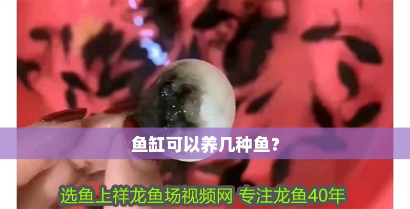 魚缸可以養幾種魚？