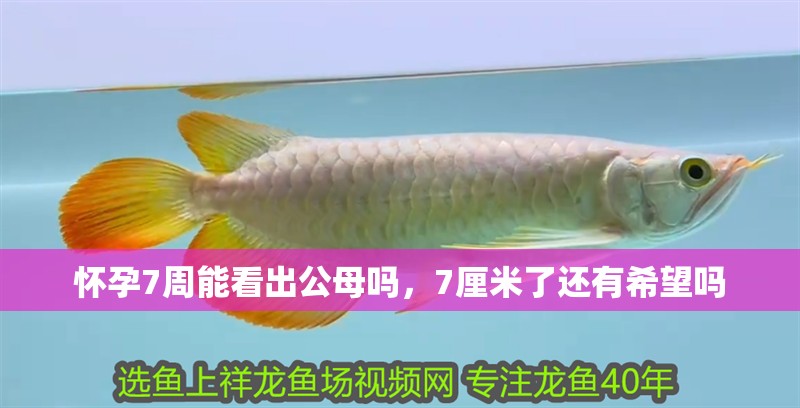 懷孕7周能看出公母嗎，7厘米了還有希望嗎