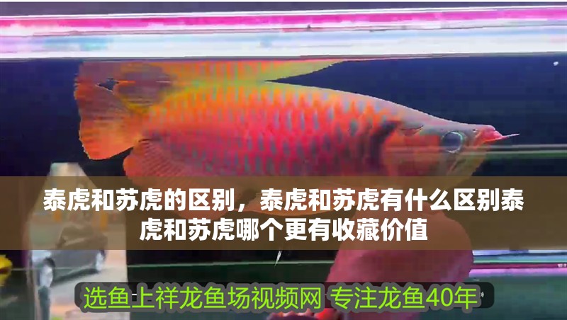 泰虎和蘇虎的區(qū)別，泰虎和蘇虎有什么區(qū)別泰虎和蘇虎哪個(gè)更有收藏價(jià)值 泰虎和蘇虎的區(qū)別，泰虎和蘇虎有什么區(qū)別泰虎和蘇虎哪個(gè)更有收藏價(jià)值 觀賞魚百科 第4張