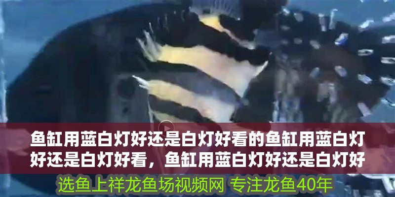 魚缸用藍白燈好還是白燈好看的魚缸用藍白燈好還是白燈好看，魚缸用藍白燈好還是白燈好看
