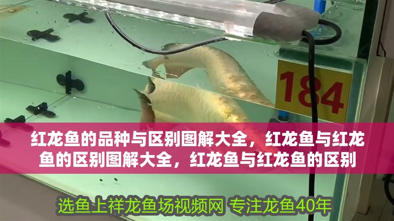 紅龍魚的品種與區別圖解大全，紅龍魚與紅龍魚的區別圖解大全，紅龍魚與紅龍魚的區別
