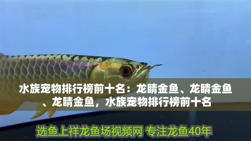 水族寵物排行榜前十名：龍睛金魚、龍睛金魚、龍睛金魚，水族寵物排行榜前十名 水族寵物排行榜前十名：龍睛金魚、龍睛金魚、龍睛金魚，水族寵物排行榜前十名 觀賞魚百科 第2張