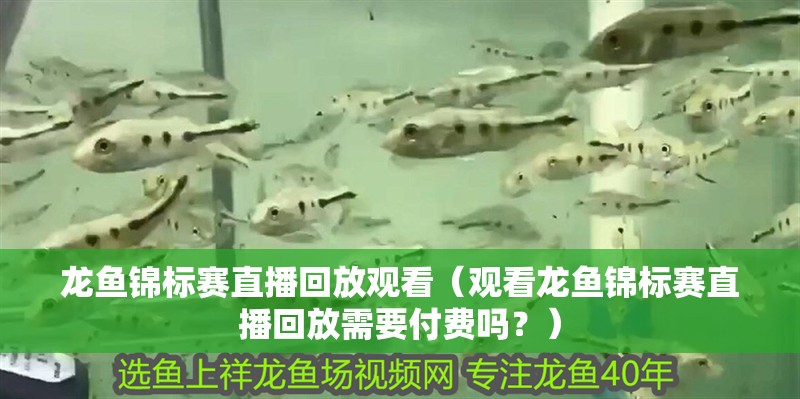龍魚錦標賽直播回放觀看（觀看龍魚錦標賽直播回放需要付費嗎？）