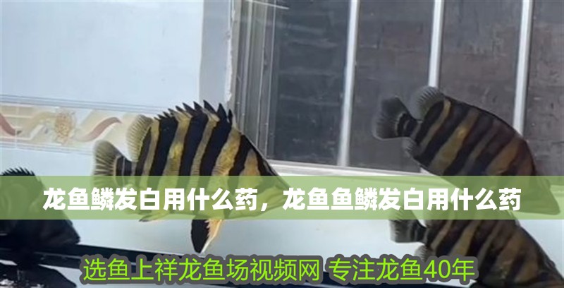 龍魚鱗發白用什么藥，龍魚魚鱗發白用什么藥