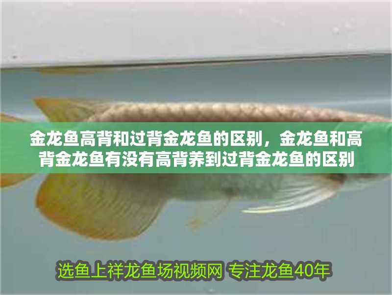 金龍魚高背和過背金龍魚的區別，金龍魚和高背金龍魚有沒有高背養到過背金龍魚的區別