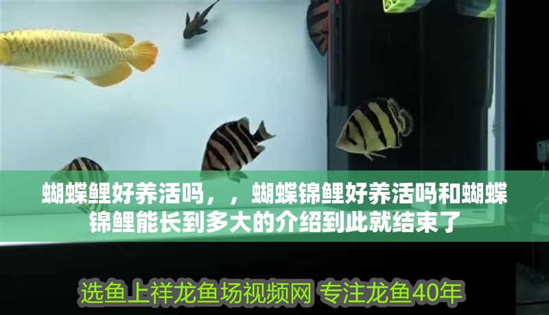蝴蝶鯉好養(yǎng)活嗎，，蝴蝶錦鯉好養(yǎng)活嗎和蝴蝶錦鯉能長到多大的介紹到此就結束了