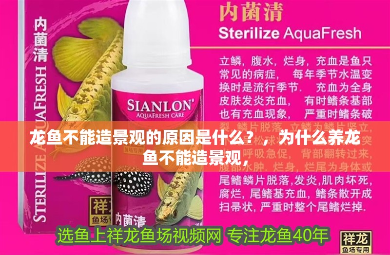 龍魚不能造景觀的原因是什么？，為什么養龍魚不能造景觀，