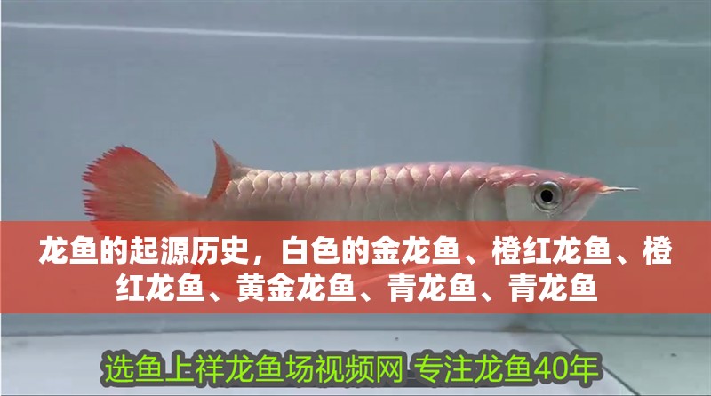 龍魚的起源歷史，白色的金龍魚、橙紅龍魚、橙紅龍魚、黃金龍魚、青龍魚、青龍魚