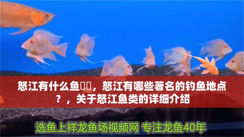 怒江有什么魚囍囍，怒江有哪些著名的釣魚地點？，關于怒江魚類的詳細介紹
