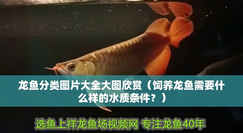 龍魚分類圖片大全大圖欣賞（飼養龍魚需要什么樣的水質條件？）