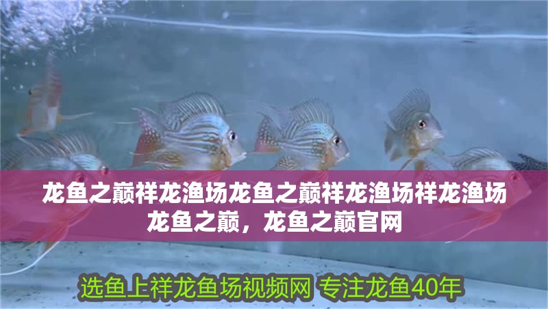 龍魚(yú)之巔祥龍漁場(chǎng)龍魚(yú)之巔祥龍漁場(chǎng)祥龍漁場(chǎng)龍魚(yú)之巔，龍魚(yú)之巔官網(wǎng)
