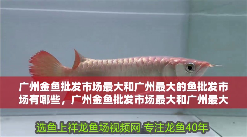 廣州金魚批發市場最大和廣州最大的魚批發市場有哪些，廣州金魚批發市場最大和廣州最大的魚批發市場