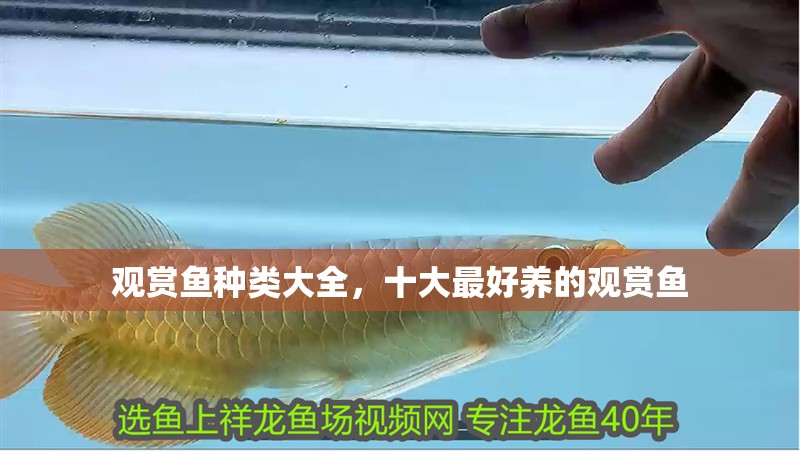 觀賞魚種類大全，十大最好養的觀賞魚