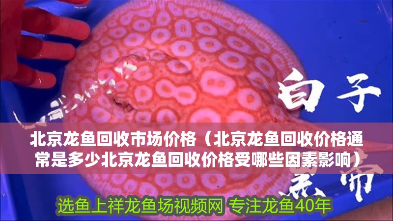 北京龍魚回收市場價格（北京龍魚回收價格通常是多少北京龍魚回收價格受哪些因素影響）