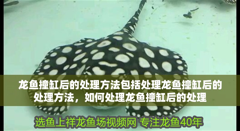 龍魚撞缸后的處理方法包括處理龍魚撞缸后的處理方法，如何處理龍魚撞缸后的處理