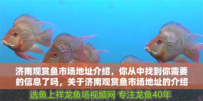 濟南觀賞魚市場地址介紹,你從中找到你需要的信息了嗎,關(guān)于濟南觀賞魚市場地址的介紹 觀賞魚百科 第2張 濟南觀賞魚市場地址介紹,你從中找到你需要的信息了嗎,關(guān)于濟南觀賞魚市場地址的介紹 濟南觀賞魚市場地址介紹,你從中找到你需要的信息了嗎,關(guān)于濟南觀賞魚市場地址的介紹 觀賞魚百科 第2張