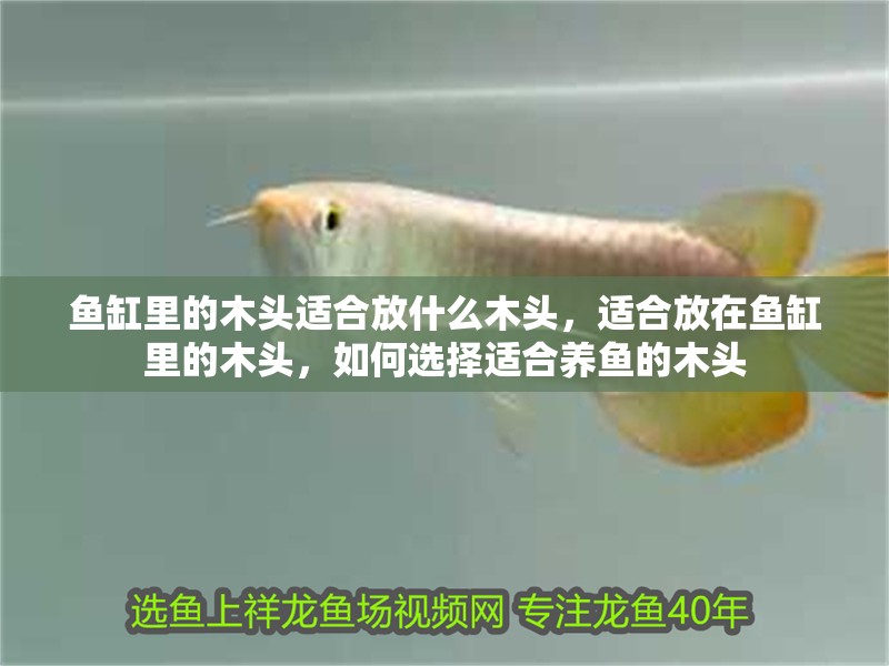 魚缸里的木頭適合放什么木頭，適合放在魚缸里的木頭，如何選擇適合養魚的木頭