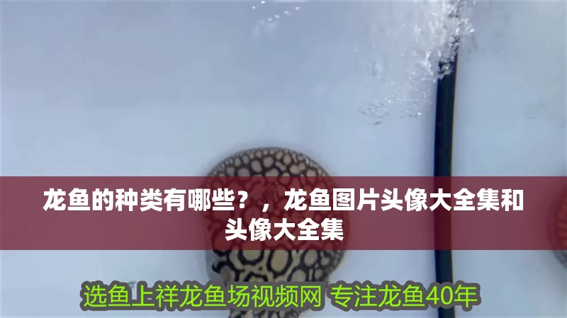 龍魚的種類有哪些？，龍魚圖片頭像大全集和頭像大全集