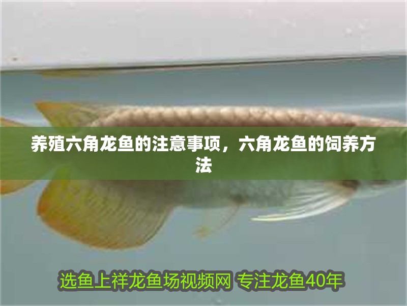 養(yǎng)殖六角龍魚的注意事項，六角龍魚的飼養(yǎng)方法