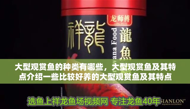 大型觀賞魚的種類有哪些，大型觀賞魚及其特點介紹一些比較好養的大型觀賞魚及其特點