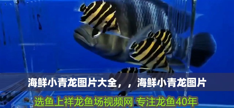 海鮮小青龍圖片大全，，海鮮小青龍圖片