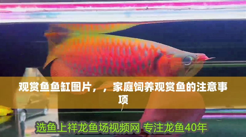觀賞魚魚缸圖片，，家庭飼養觀賞魚的注意事項