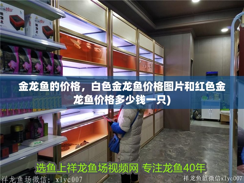 金龍魚的價格，白色金龍魚價格圖片和紅色金龍魚價格多少錢一只)