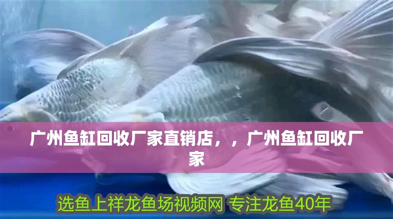 龍魚干蝦有營養嗎 廣州魚缸回收廠家直銷店,,廣州魚缸回收廠家 觀賞魚百科 廣州魚缸回收廠家直銷店,,廣州魚缸回收廠家 廣州魚缸回收廠家直銷店,,廣州魚缸回收廠家 觀賞魚百科