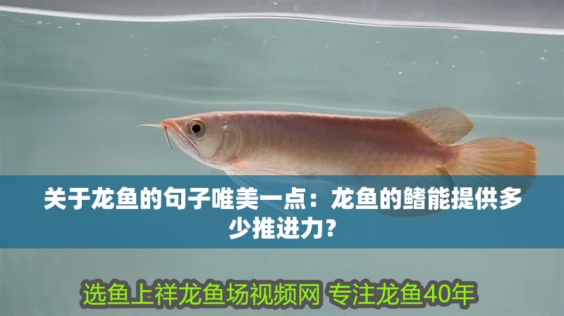 關(guān)于龍魚的句子唯美一點(diǎn)：龍魚的鰭能提供多少推進(jìn)力？